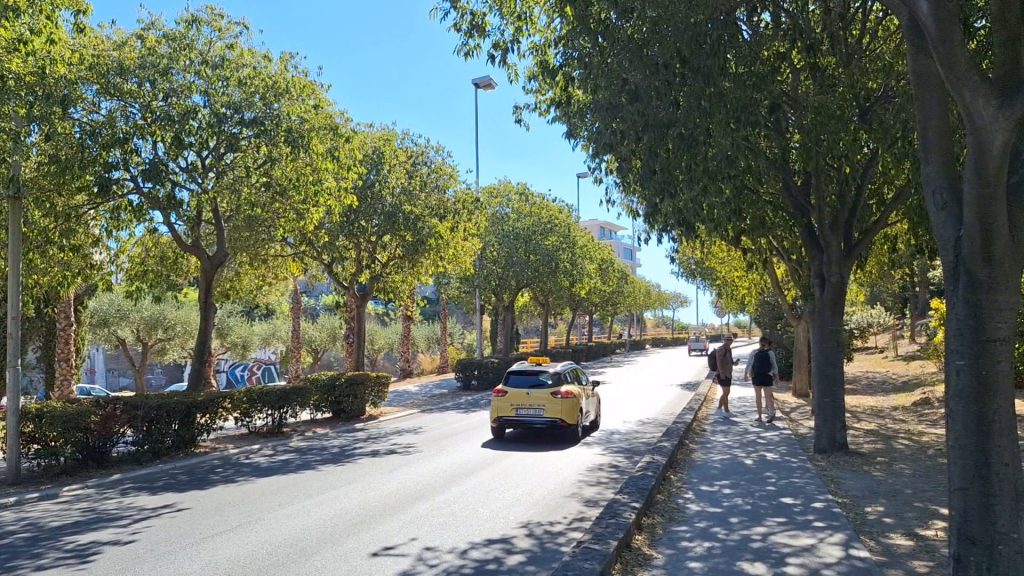 02_tree_lined_walk_split